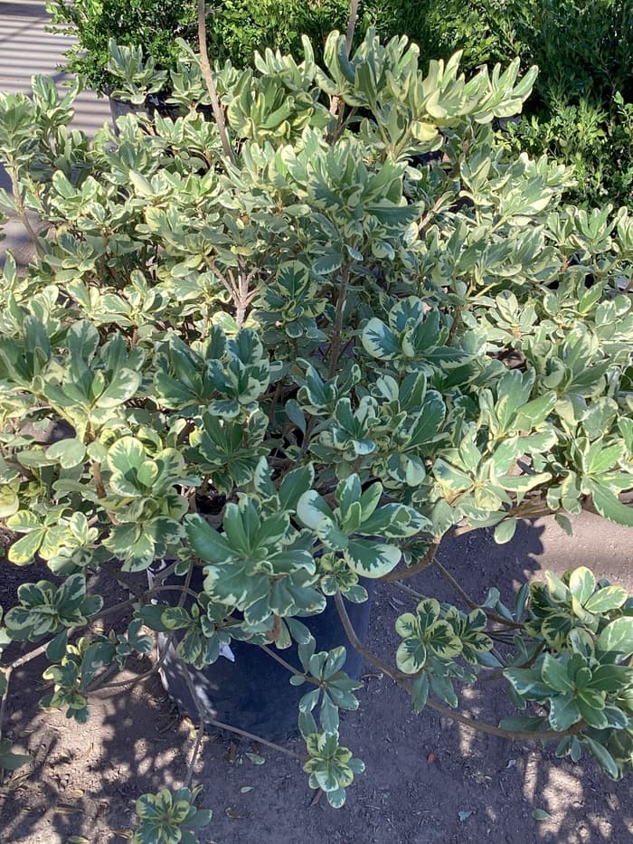 Mock orange shrub — included in Las Vegas landscape packages